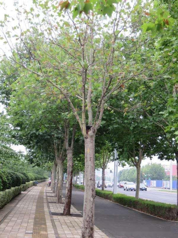 道路绿化的附属景观提升绿化栽植与养护 - 知乎
