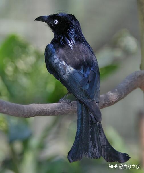 俗称 吃杯茶,铁bai炼甲,篱鸡,铁燕子,黑黎du鸡,黑乌秋,乌zhi鹙.