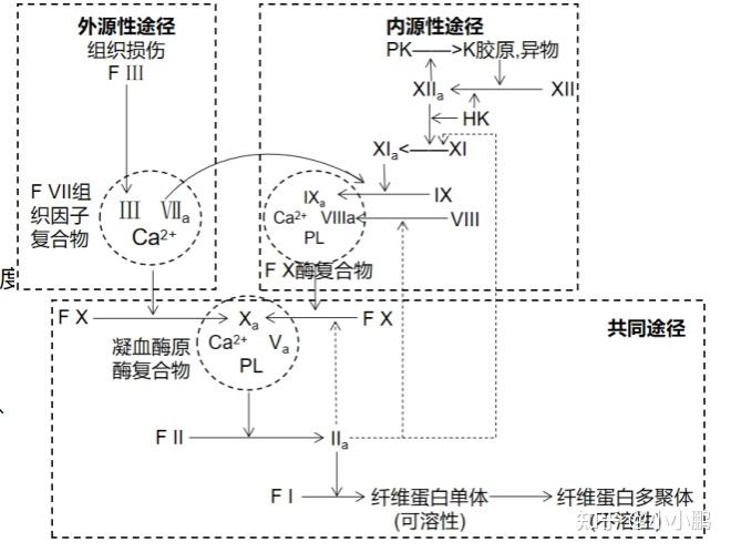 血管外科知识合集-生理学 - 知乎