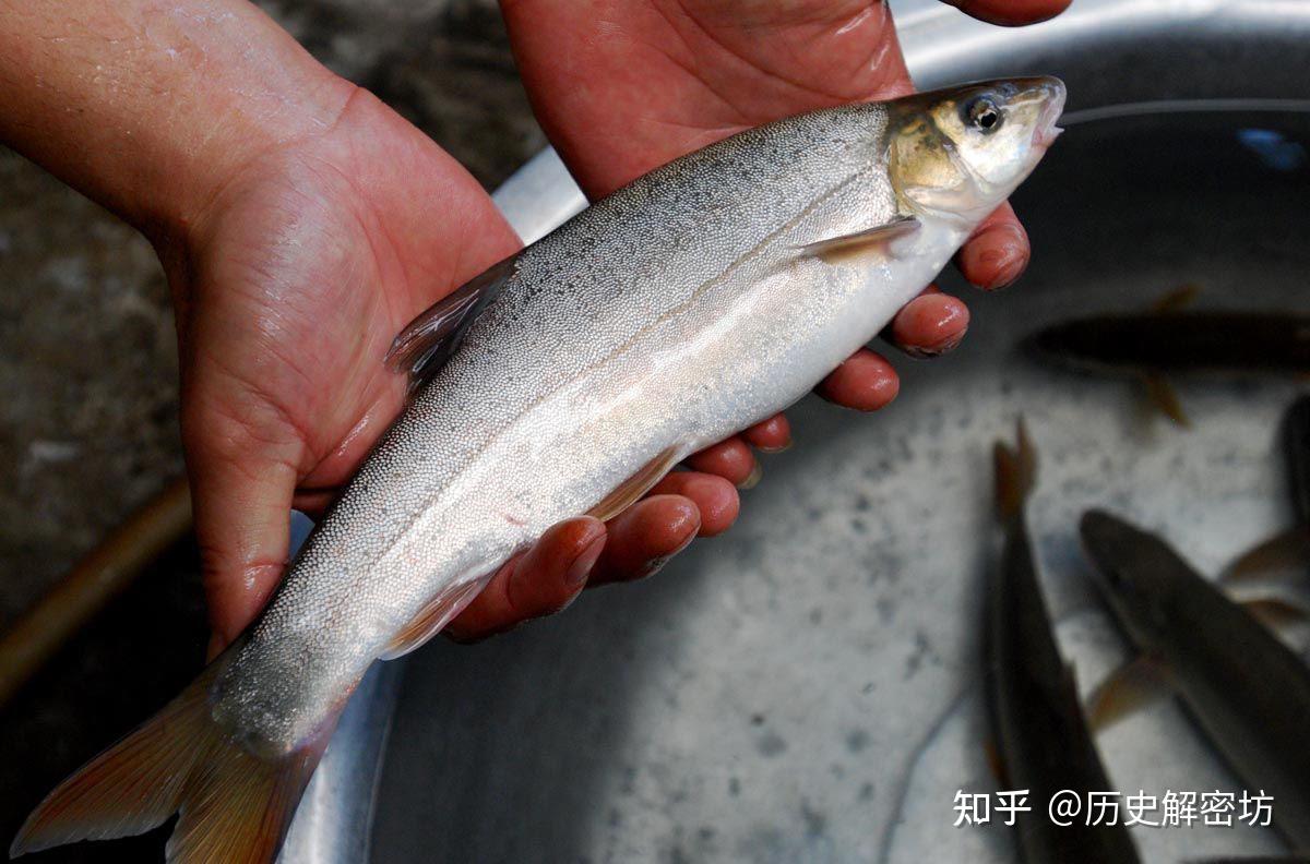 洱海为何叫多鱼之河,海里有一种美味弓鱼,堪称有味道的“活化石” - 知乎