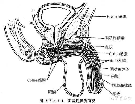 关于小弟弟的硬知识