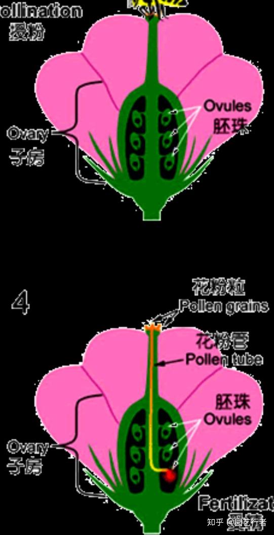 什么植物的花既是花又是果实 哪些花是雄花 双偶网