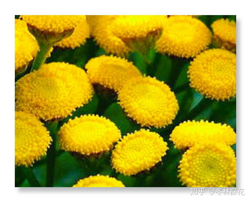 12月1日的生辰花艾菊