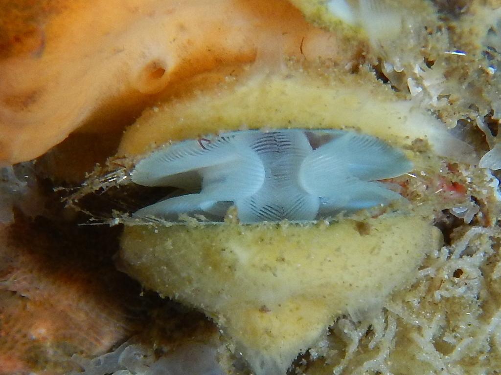 往日残梦——现代的腕足动物