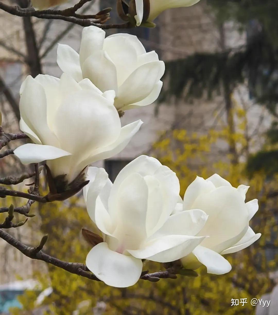 先开花后长叶的树 - 知乎