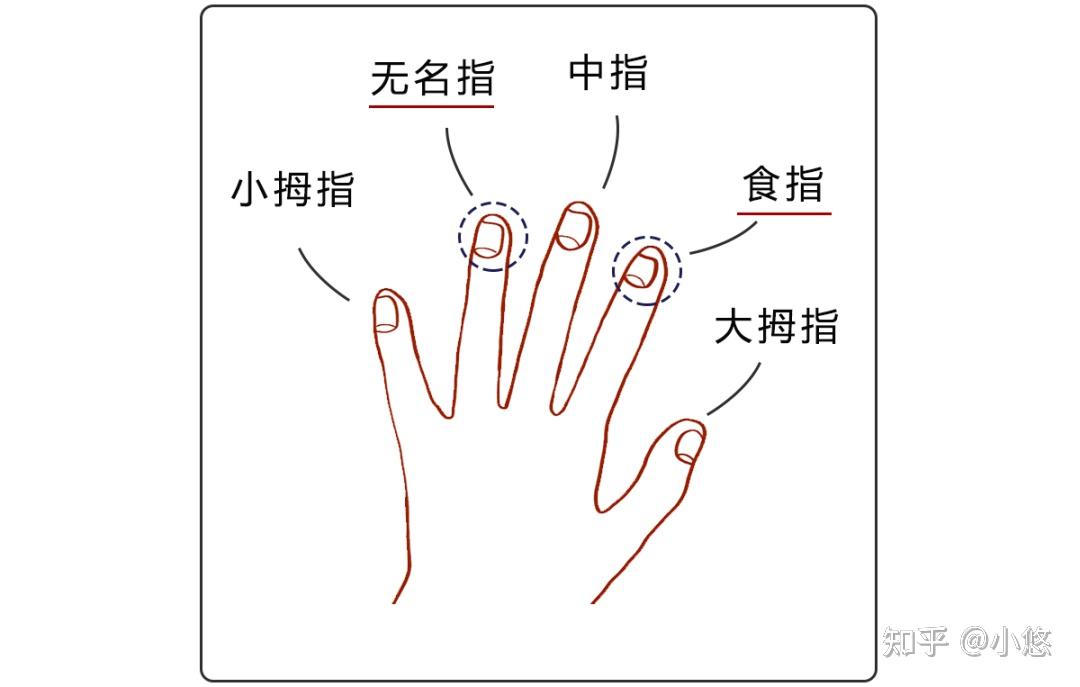 手指长短图解析图图片