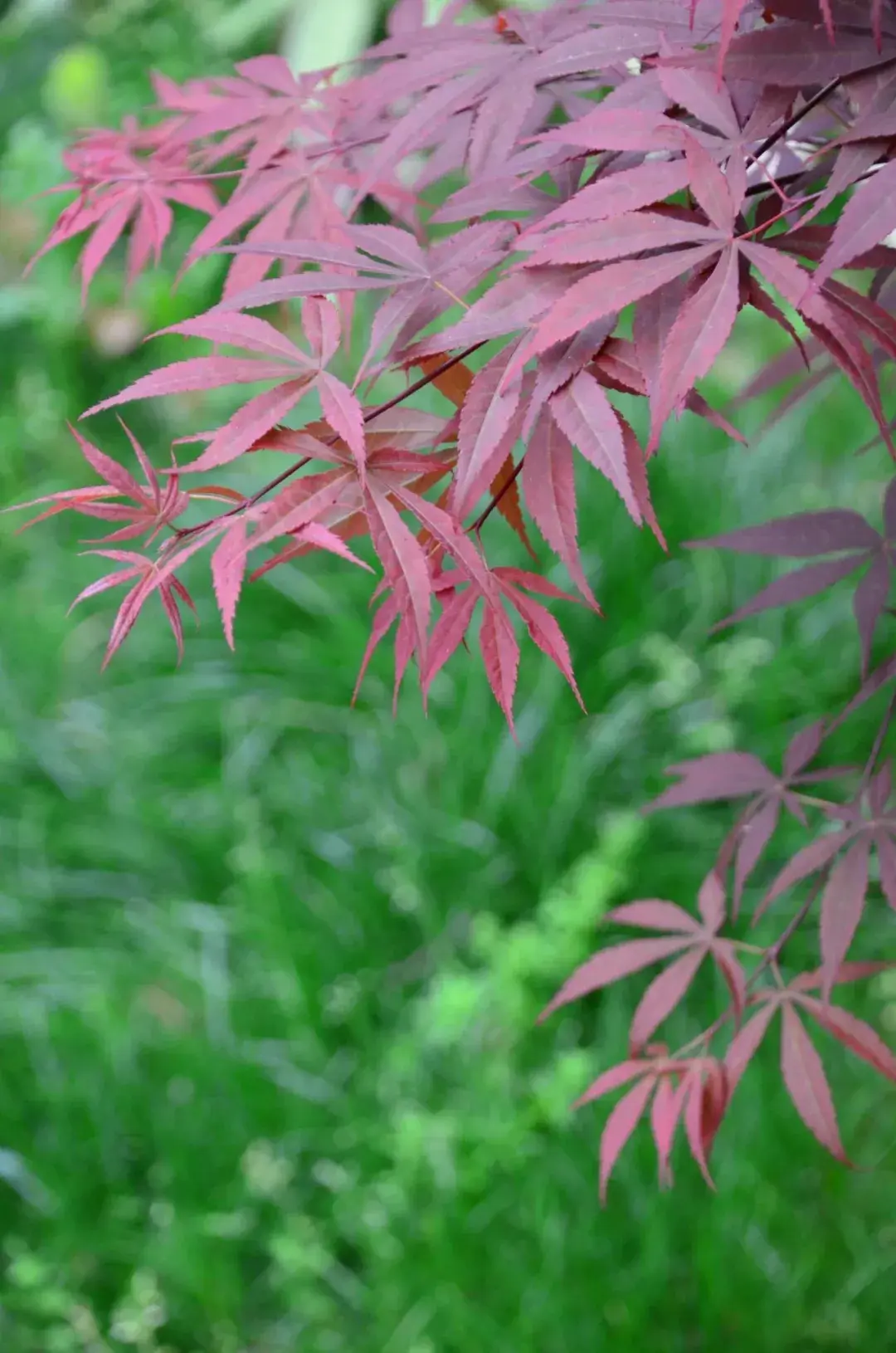 傻傻分不清楓樹與槭樹一