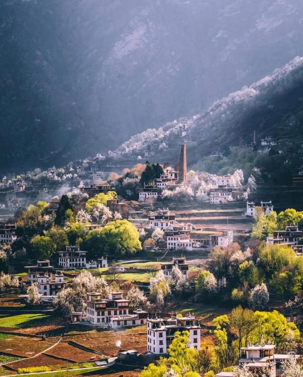 在日本富士山下赏樱既视感 还有雪山花海的绝妙组合 最全川西花季时间表 知乎