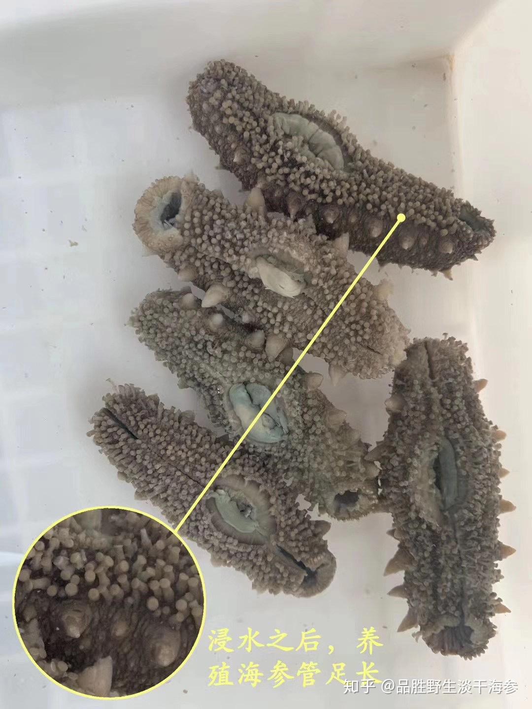 海参养殖和野生鉴别图对比最简单的鉴别方法