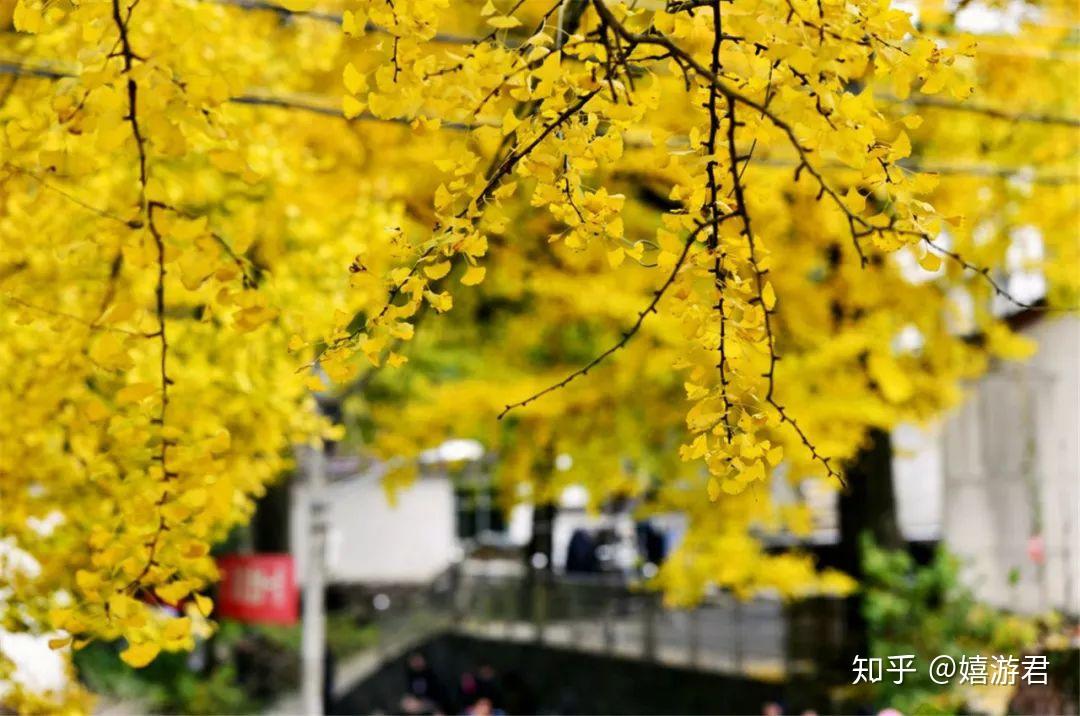 图:@许要武最近的天气是真给面子,每天都是晴空万里的,虽说距离立冬