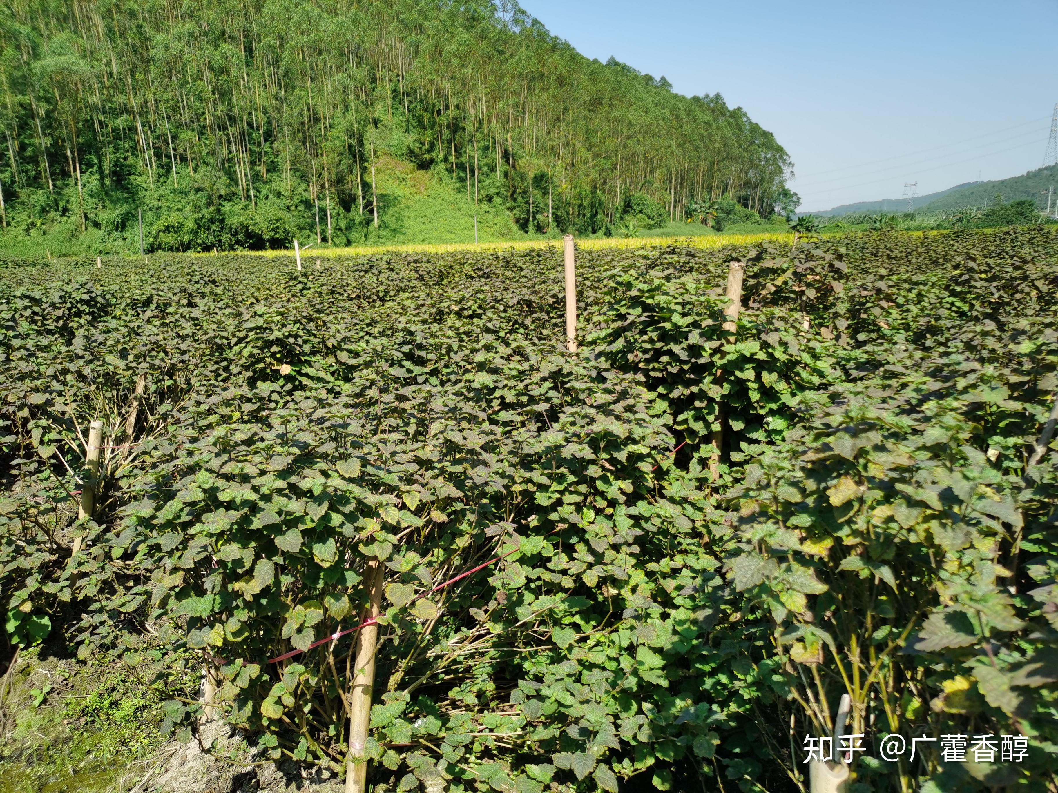 廣藿香藥田其中,廣州石牌種植出產的