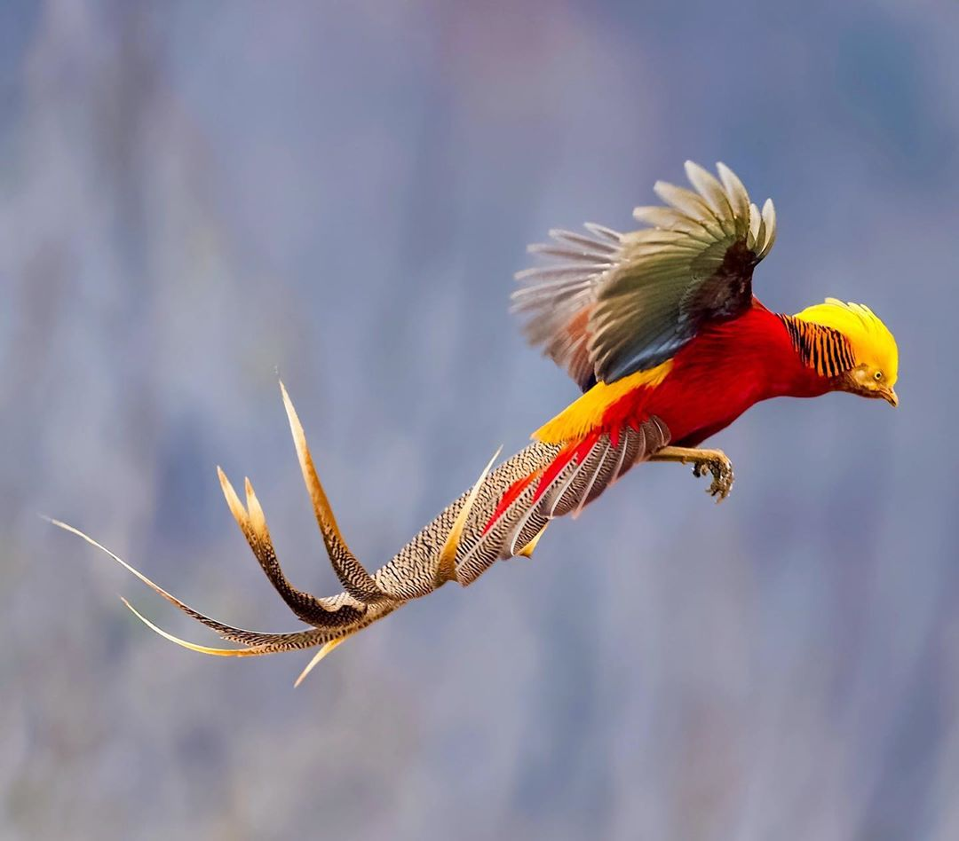 高清晰鸟类动物摄影图