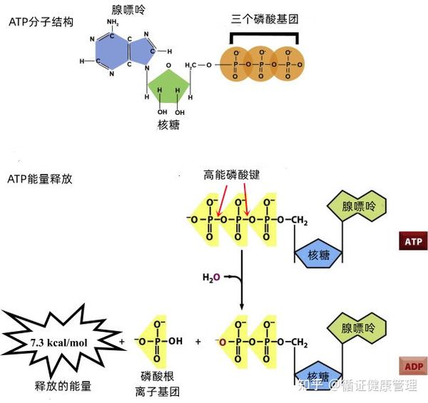 线粒体、ATP和能量供应：理解衰老的基石 - 知乎