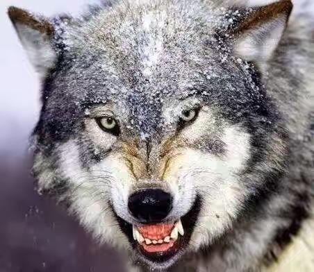 其它动物的这个表情则完全不是这个意思,比如我们看到一只狼露出这种