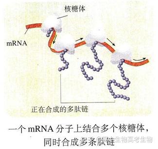 高中生物·遗传信息的翻译过程 - 知乎
