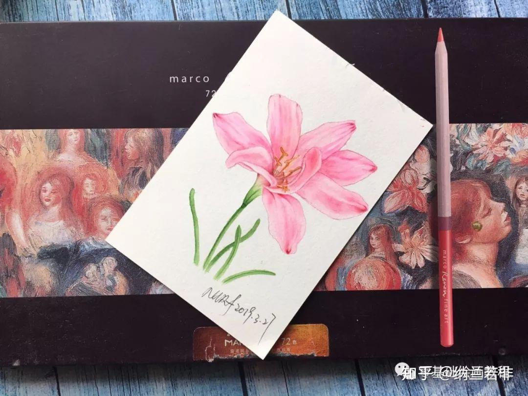 零基础绘画教程水彩韭兰