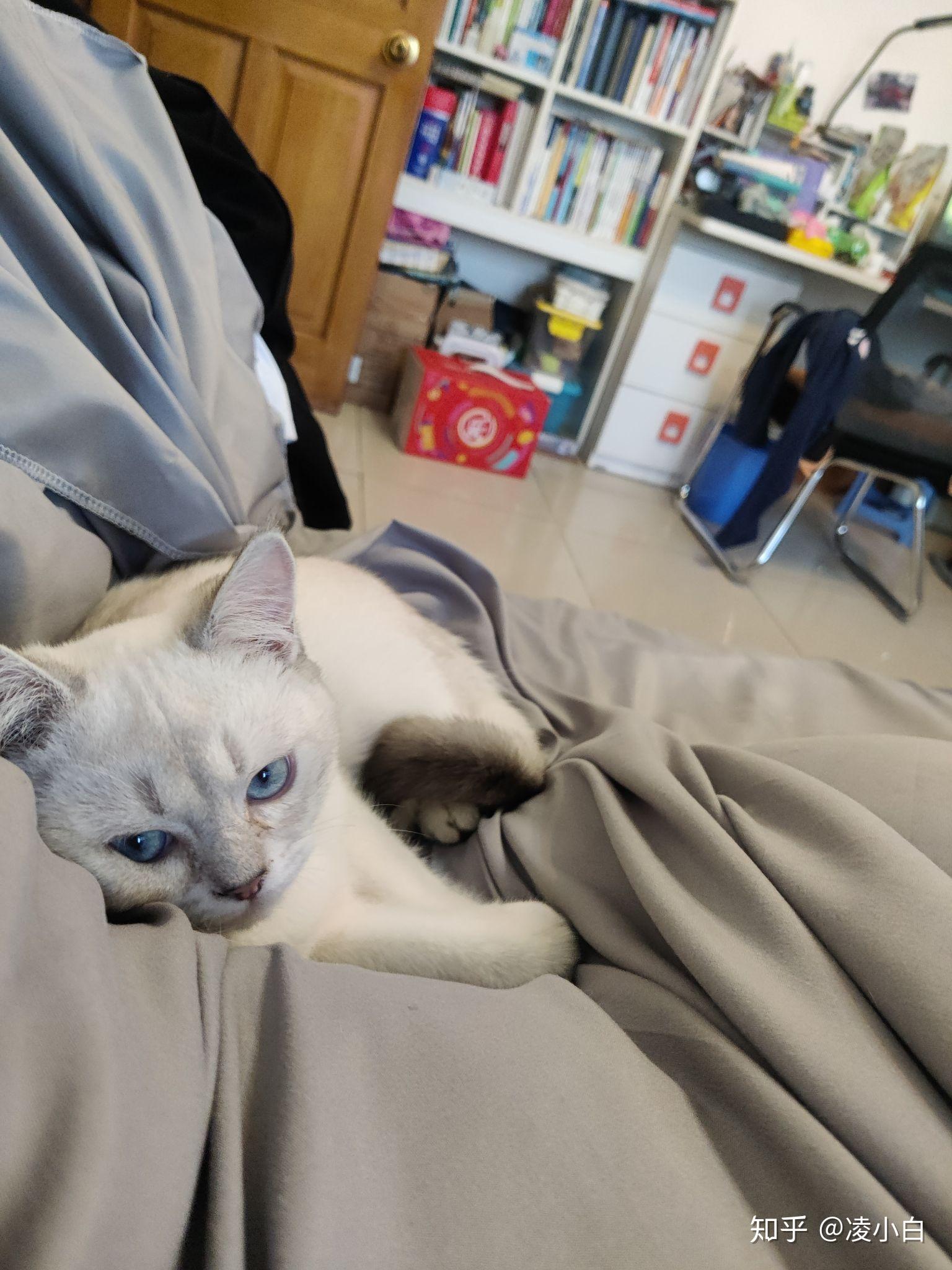 看看我家小疯猫