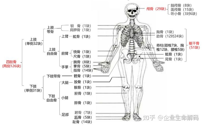 认识人体----人体的八大系统与发病顺序：（8）骨骼系统？ - 知乎