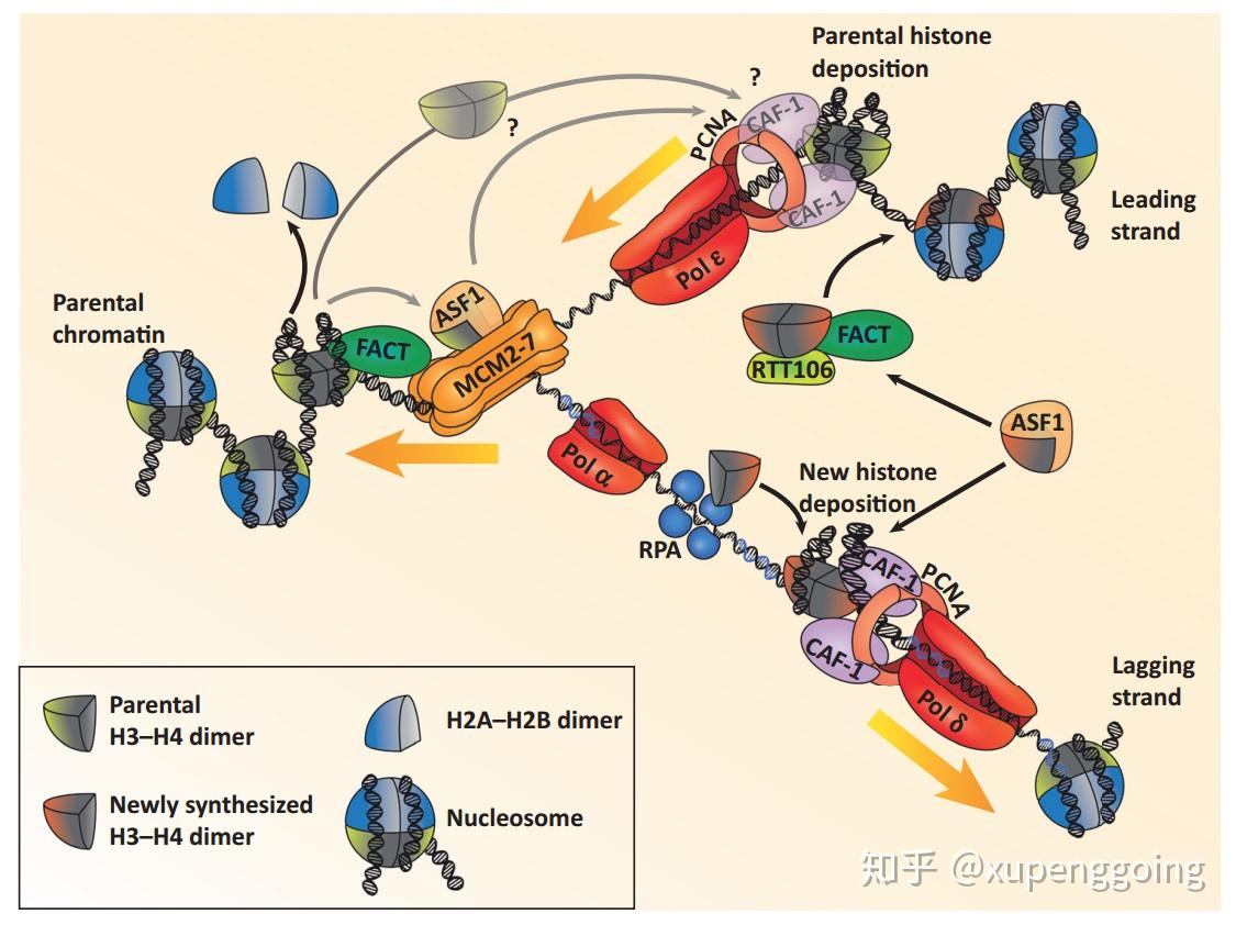 GPCR & G 蛋白信号通路高活性小分子激动剂、拮抗剂-百灵威