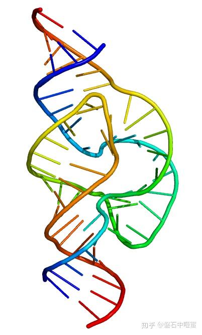 核糖核酸 RNA - 知乎