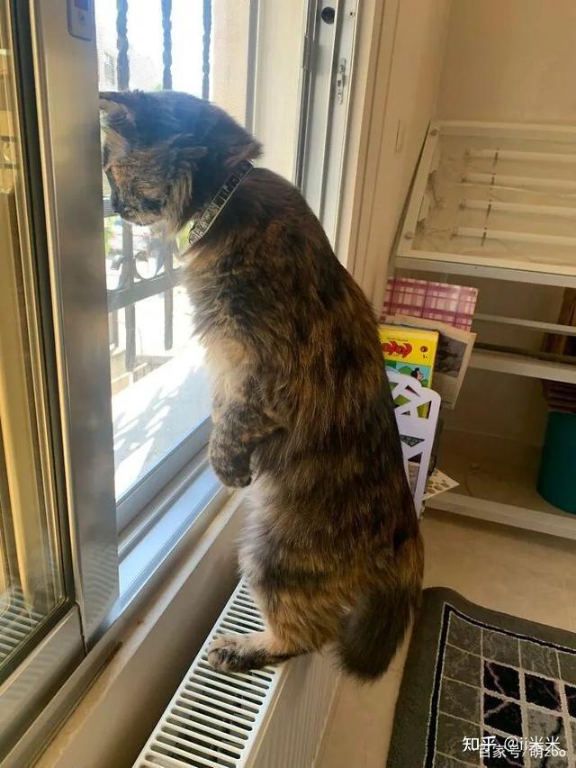 猫咪爬窗户的原因