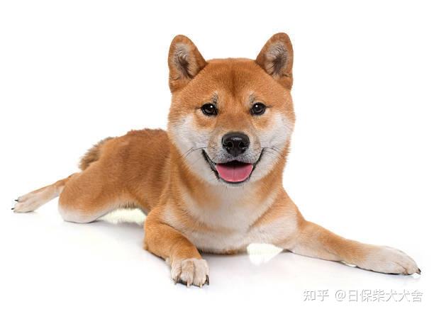 张翰柴犬图片