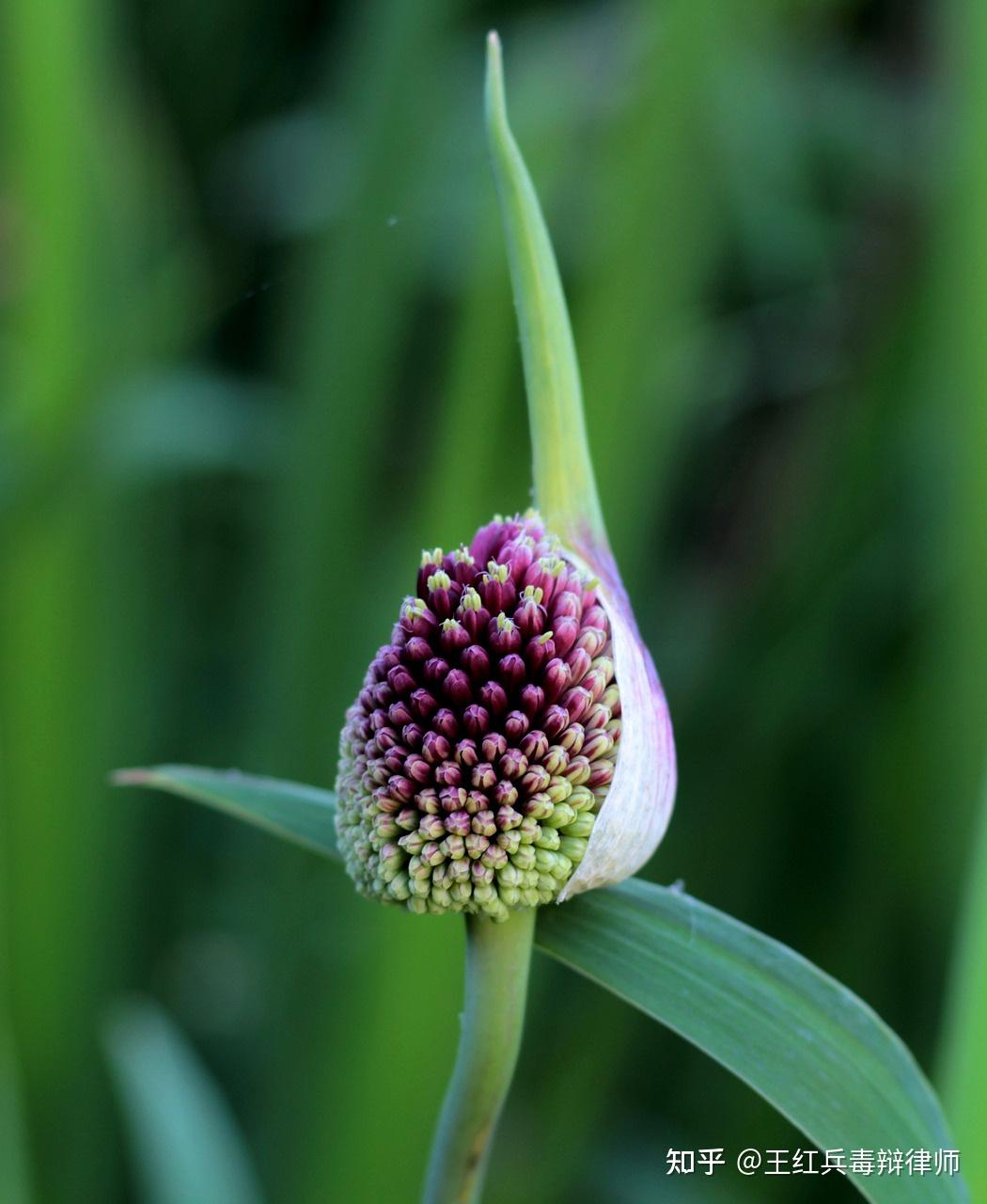 复方地芬诺酯片贩毒案发回重审撤诉