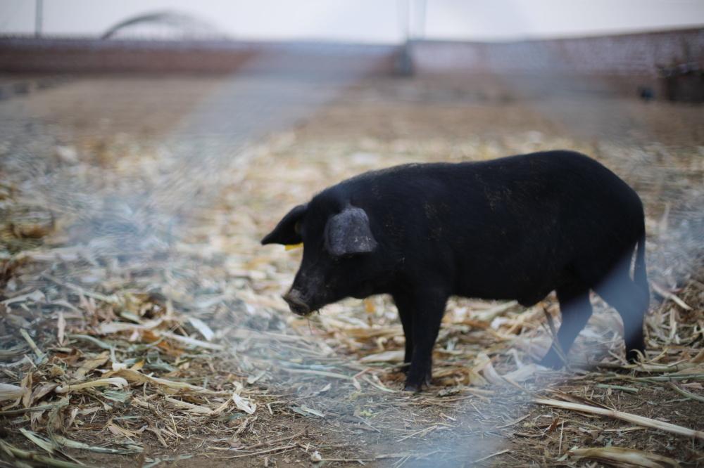 中国最贵的猪红山草猪究竟好在哪里