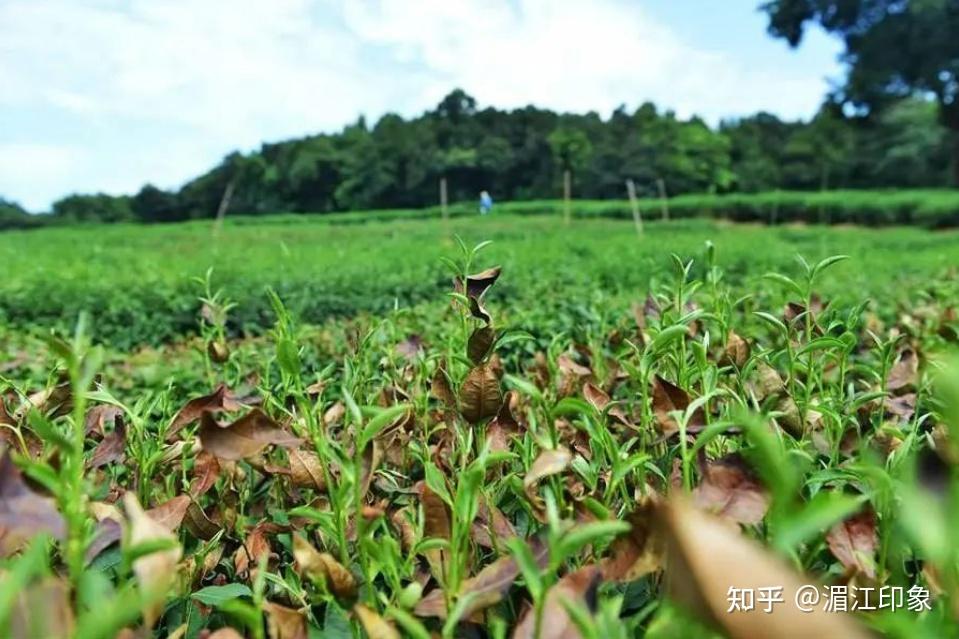 茶树的伏旱、春旱、冬旱 - 知乎
