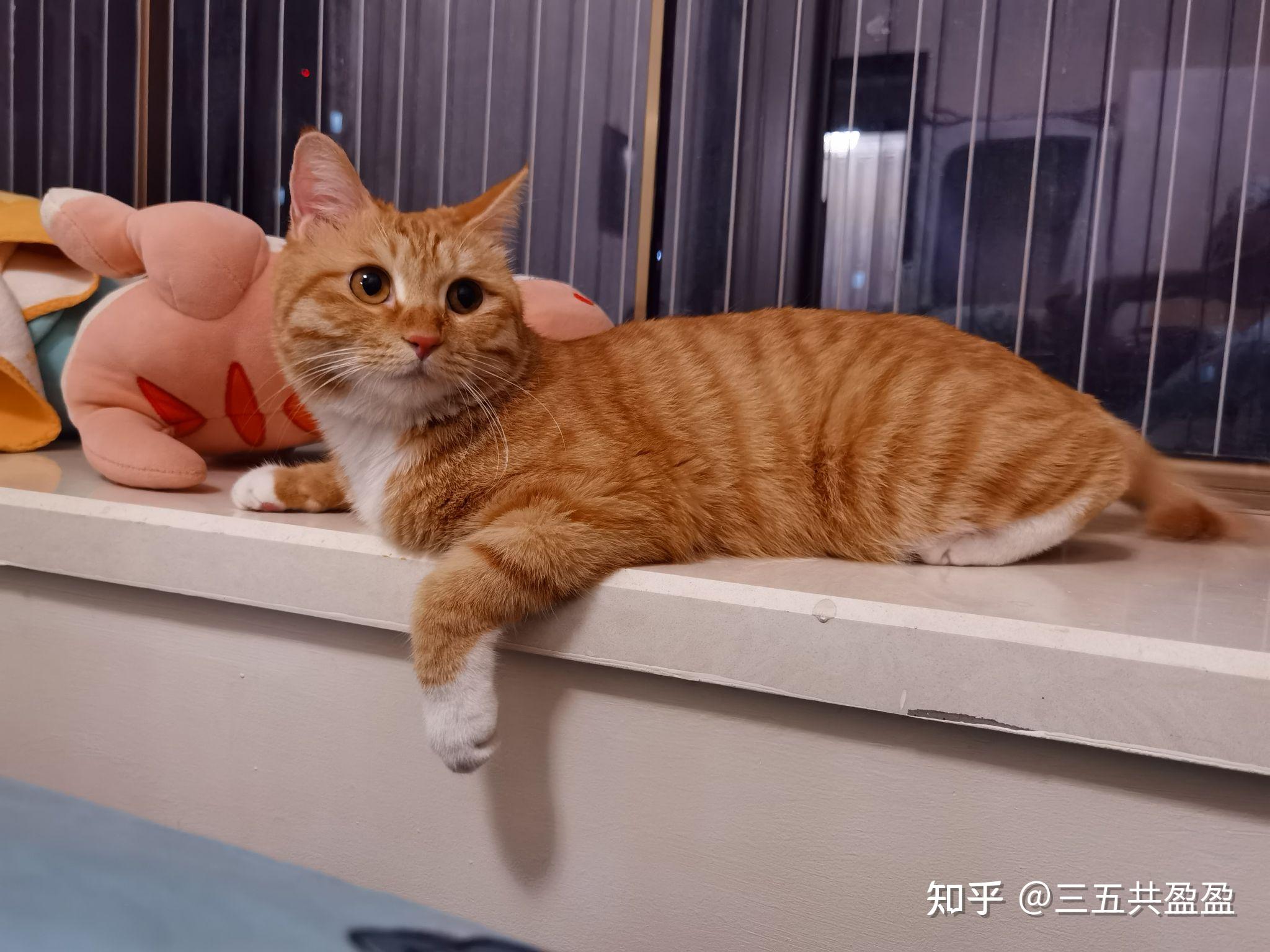 母橘猫真的很少嘛