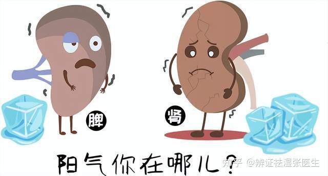 脾肾阳虚,只补肾可不行