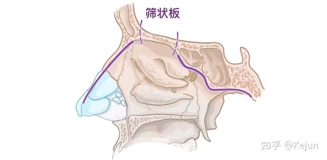 人体解剖学基础——鼻子篇 - 知乎