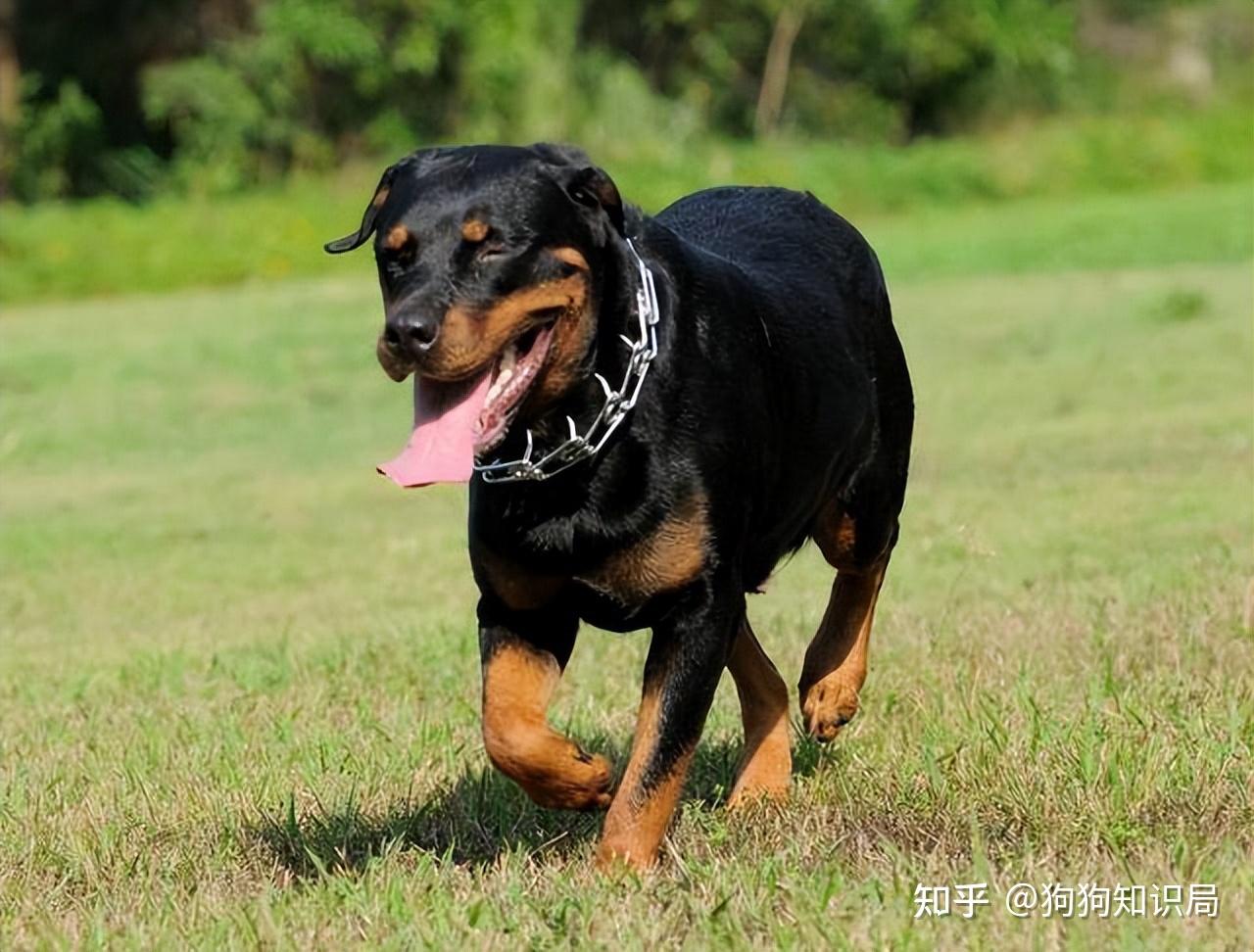 但是这种狗狗体型很大,城市不允许饲养,加上它们属于属于烈性犬,有