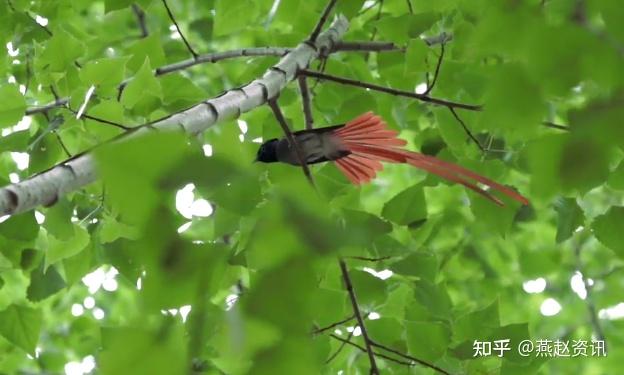 太惊艳了！“林中仙子”绶带鸟现身邢台 - 知乎