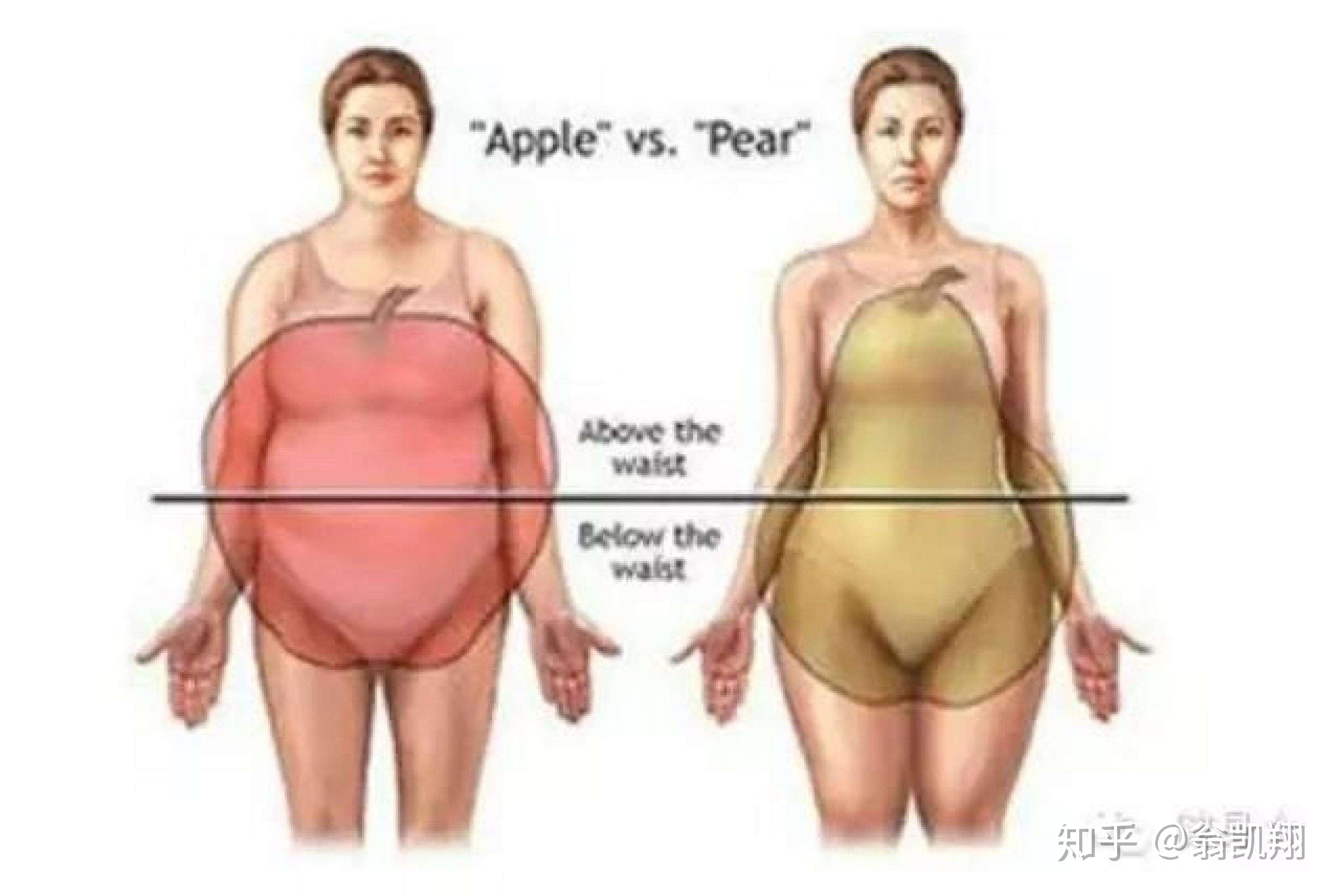 脂肪对女性的重要 女性内脏脂肪低的危害