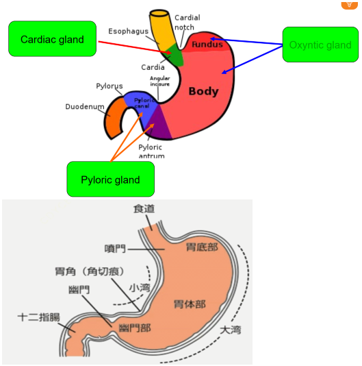 （消化生理学系列）生理学05-3：消化生理-胃的运动与消化 - 知乎