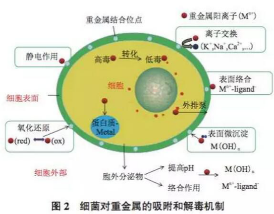技术你知道细菌对重金属吸附和解毒机制的作用吗