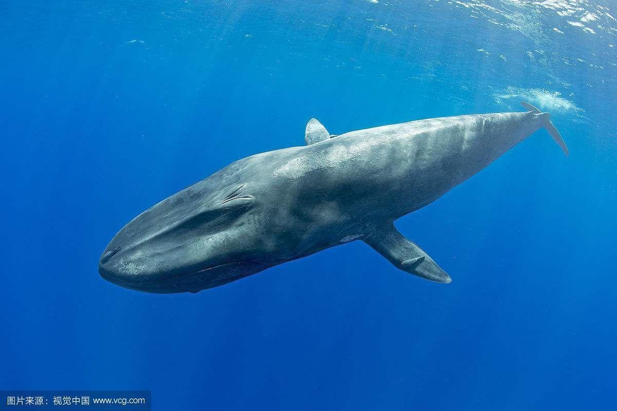 鲸落：鲸鱼死后留给大海最后的温柔！可是很多的鲸鱼死后会爆炸的你知道吗？_哔哩哔哩 (゜-゜)つロ 干杯~-bilibili