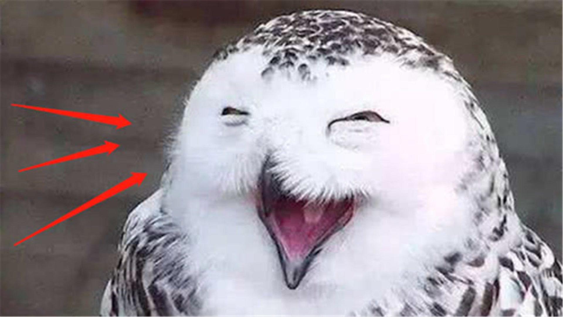 猫头鹰听见自家主人回来了,下一幕忍住别笑,迈着小碎步匆匆赶来