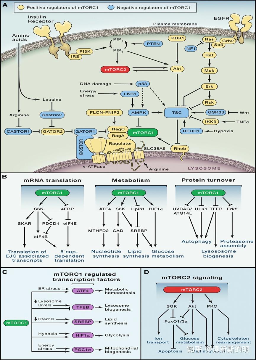 mtor信号通路 - 知乎
