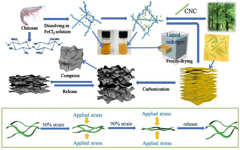 纖維素納米晶體(cnc)作為納米增強材料製備了一種新型全生物質彈性碳