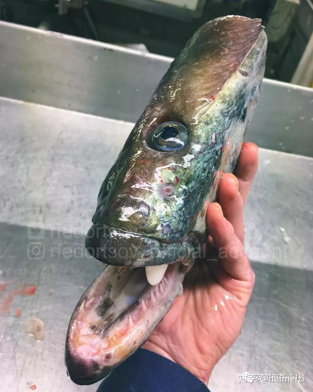 最后下面这几个确定不是异形或什么怪物吗,t-t深海.真的好可怕.