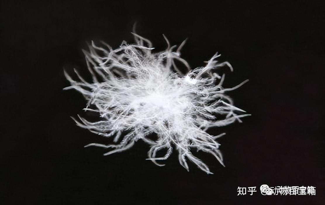 鹅绒是从惨叫声中拔下的?你穿的羽绒服中,是否有虐待动物的真相 - 知乎