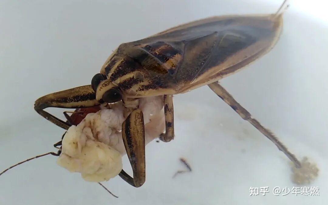 寒燃科普丨如何区分大田鳖与蝎蝽？ - 知乎