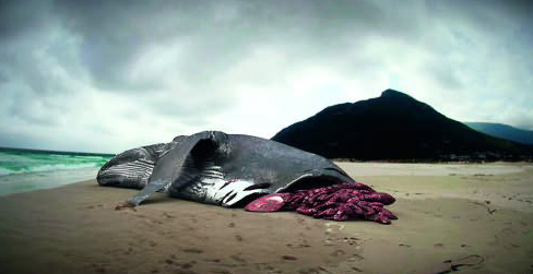 深海霸主巨齿鲨是否灭绝了