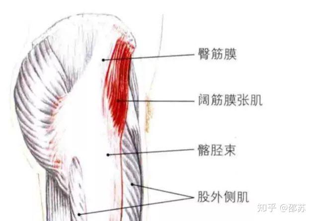 腚里乾坤之臀大肌的秘密