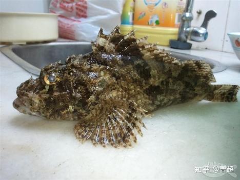 石崇鱼,背腹刺有毒石崇鱼,石头鱼,老虎鱼和另外一种常钓到的一种叫"石