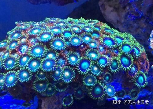 动物世界海里的低等生物