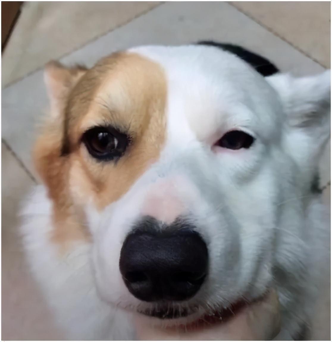 柯基犬论眼线的重要性事实证明画了眼线眼睛确实会变大