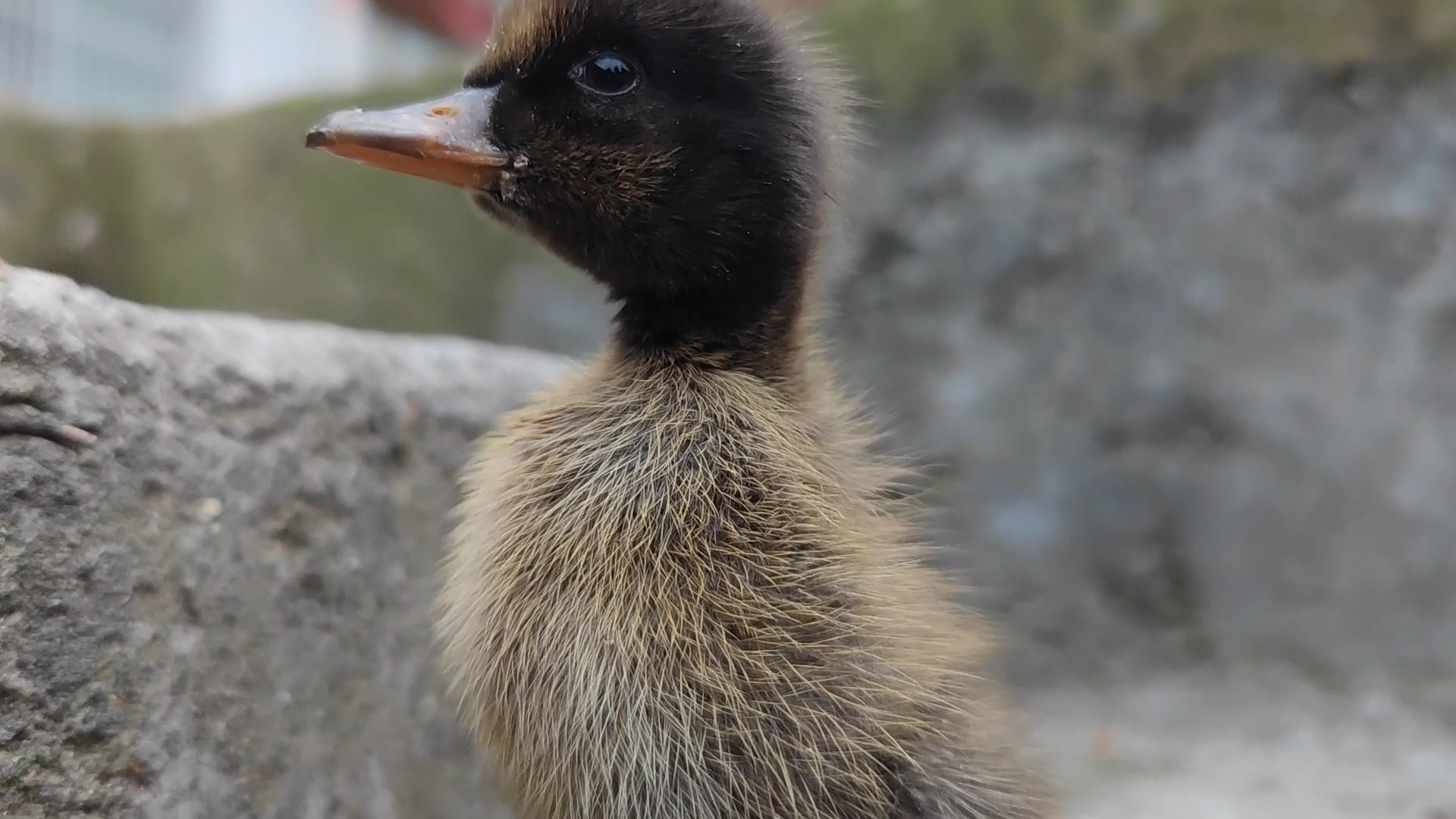 适者生存,小鸭子刚出壳就知道努力 - 知乎
